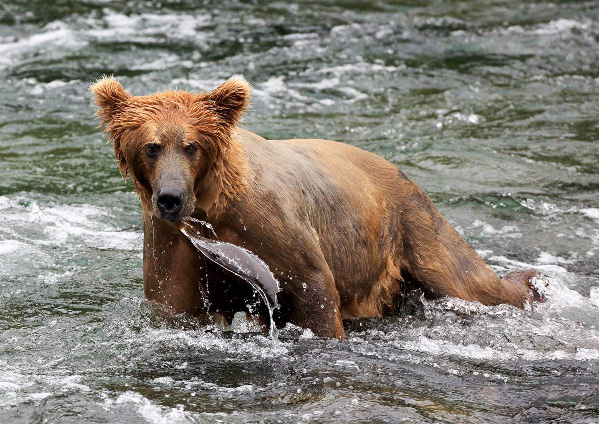 A brown bear . (FILE).