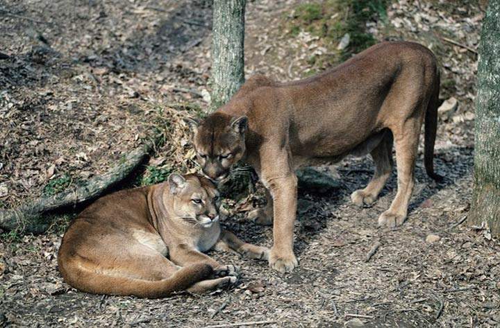 The Saskatchewan Trappers Association says new trapping seasons for black bears and cougars will help curb increasing populations.