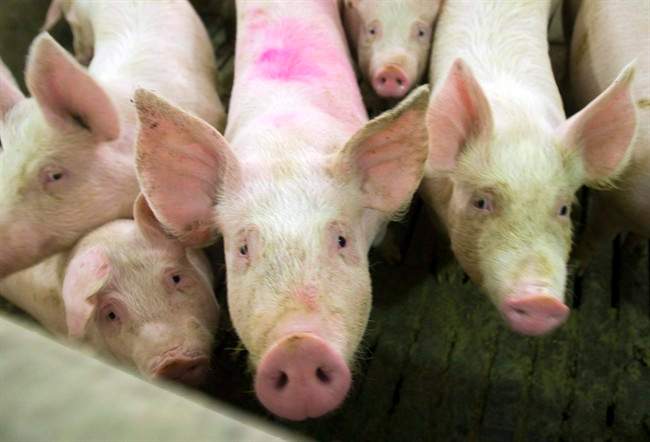 Manitoba pork producers hope China meat ban is lifted shortly - image