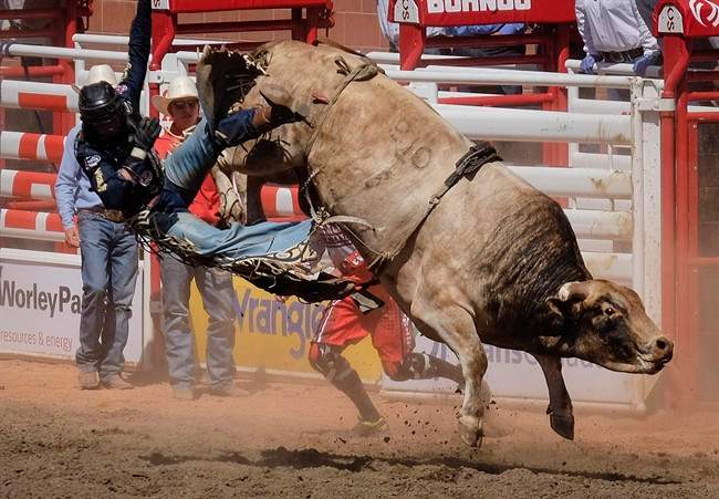 Study on bulls
