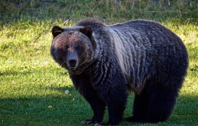Bear 148, seen here in an undated handout photo, is a grizzly in the Banff area whose repeated human contacts are threatening its future.