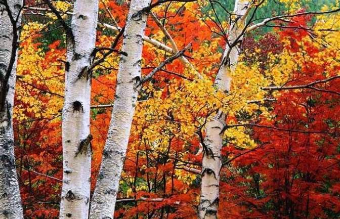 CKWS Weather Wallpaper Dale Hilson