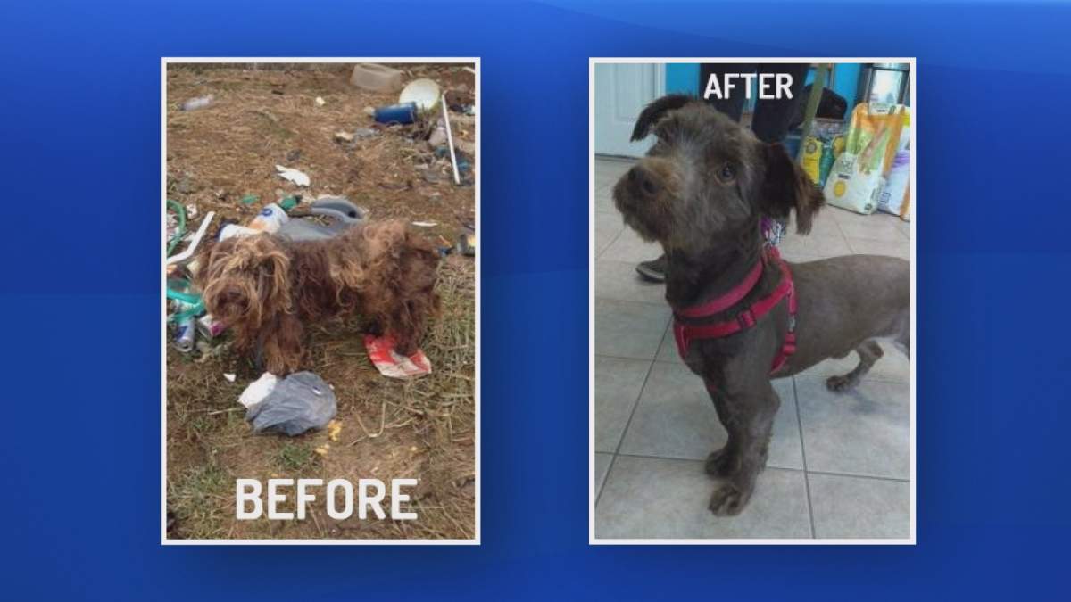 A before and after of a dog seized by the Nova Scotia SPCA after responding to public concerns.