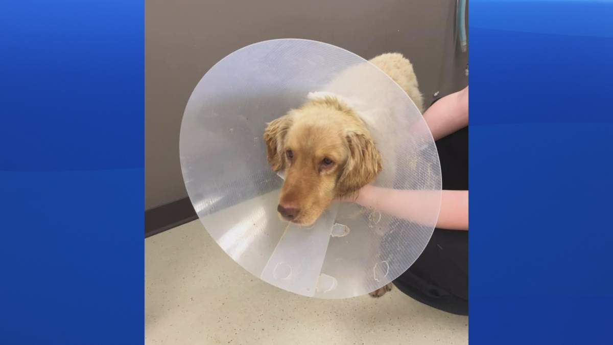 Kent County Animal Rescue says this dog was found starving to death in New Brunswick this week.