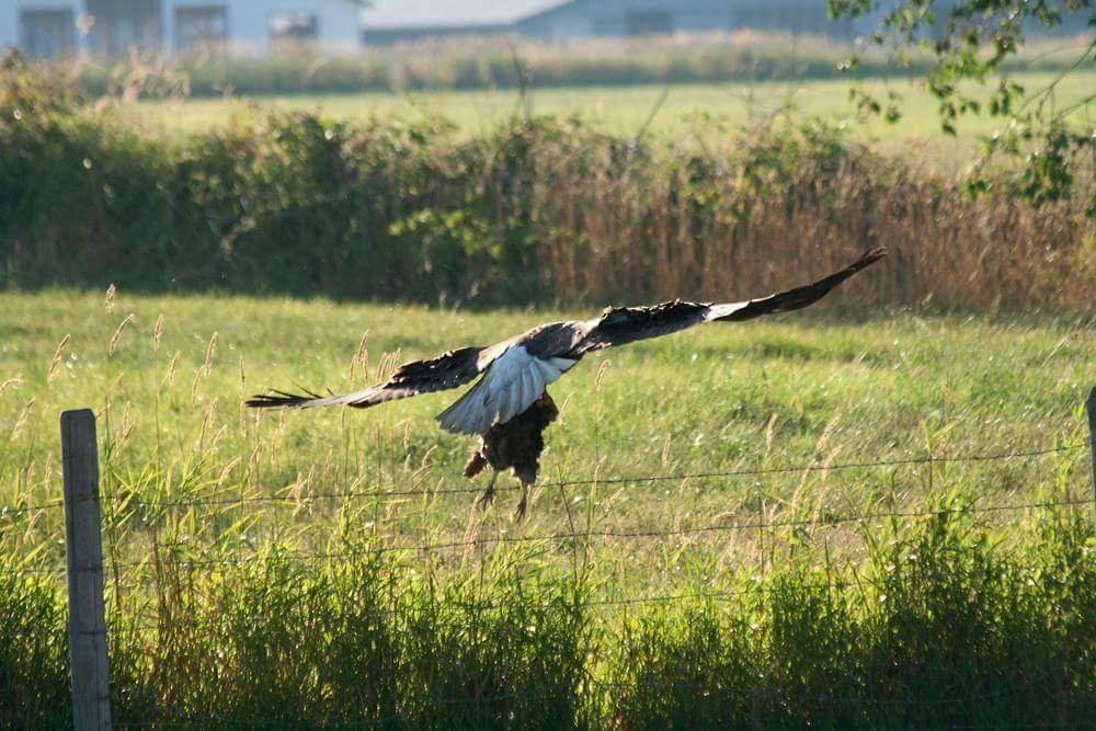PHOTOS: Eagle swoops down and grabs hen, neighbour’s cows try to help - image