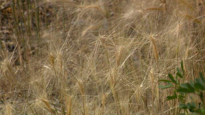 Foxtail plants in the Copperwood area in west Lethbridge.