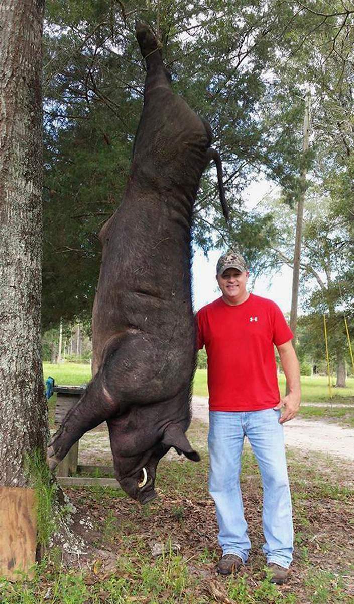 In this Tuesday, July, 11, 2017, photo provided by Wade Seago, the taxidermist stands next to a dead hog in Samson, Ala. Seago shot and killed the 820-pound animal with his .38-caliber handgun and plans to mount the head and shoulders. (Courtesy of Wade Seago via AP)