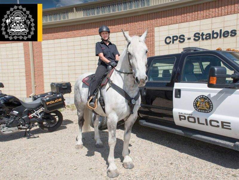 Juno is an 8-year-old draft cross gelding.