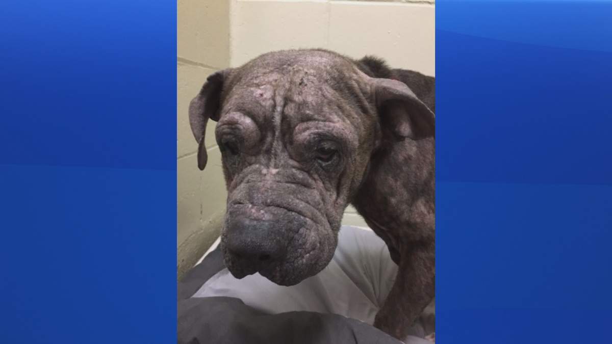 Nova Scotia SPCA found this dog at a home in the Yarmouth area while investigating a complaint. 