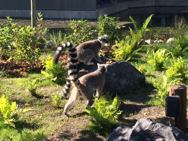 Land of Lemurs is home to black-and-white ruffed lemurs, red-fronted lemurs, and ring-tailed lemurs.