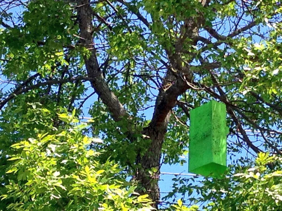 Traps like this green box are hoping to monitor the arrival of EAB.