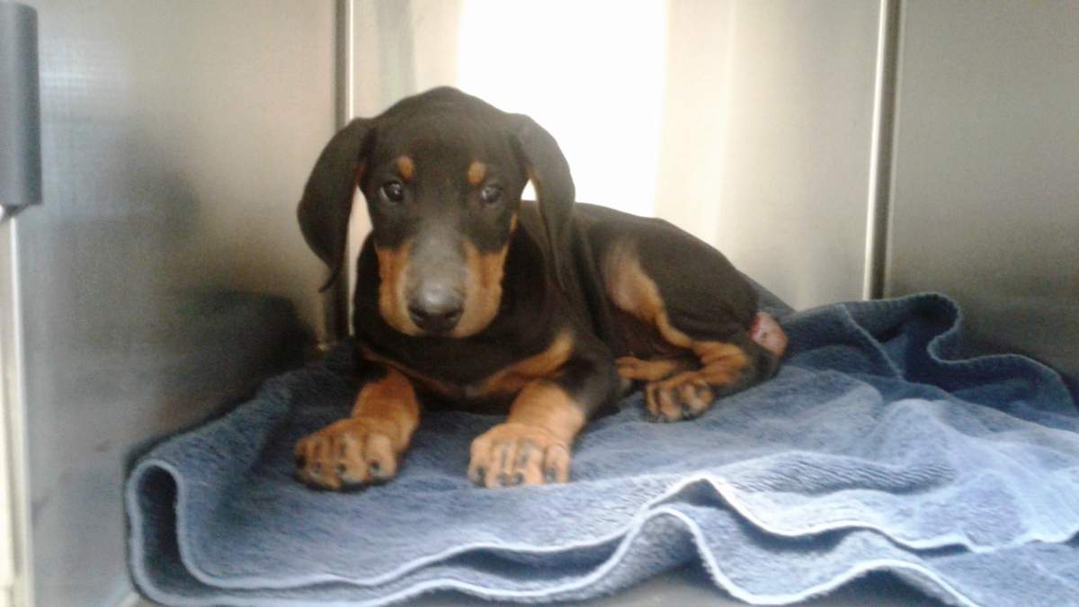Lola was found on the Canada Day long weekend.