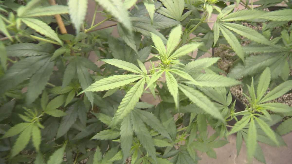 Marijuana leaves at Organigram in Moncton, NB.