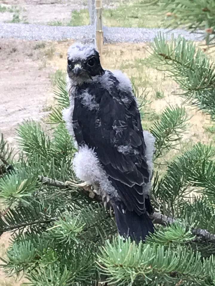 Merlin the falcon will soon be staying at OWL in Delta.