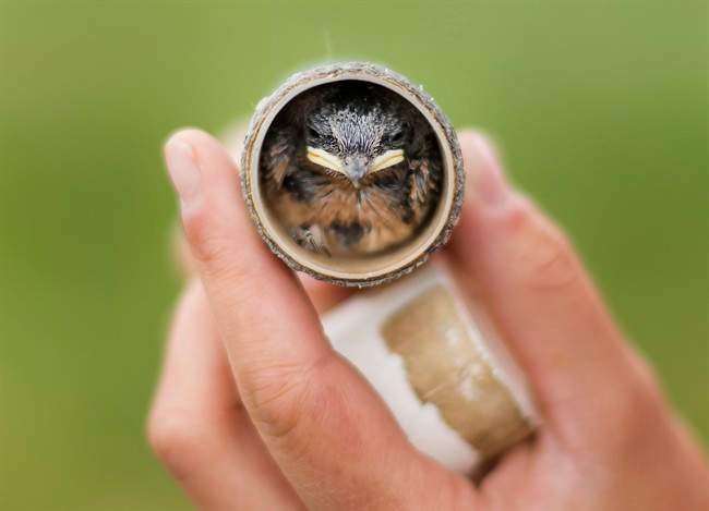 Taylor Brown, Research Technician at Bird Studies Canada weighs a young Barn Swallow in Townsend, Ont., on Wednesday, June 21, 2017. The Ontario Ministry of Infrastructure teamed up with Coke Engineering Group Ltd., and Bird Studies Canada to provide a safe effective nesting shelter for the birds as their population has been rapidly decreasing. 