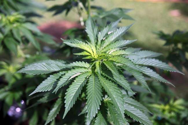 Marijuana hypertension