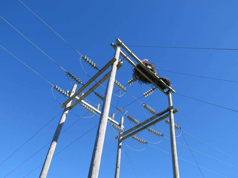 An osprey nest is pictured on power lines in Lunenburg, N.S.
