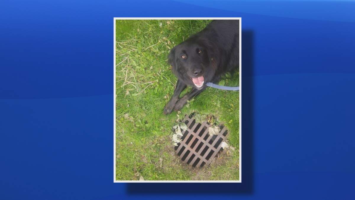 A dog named Cash lays by a manhole cover in this undated handout photo in Sackville, N.B. 