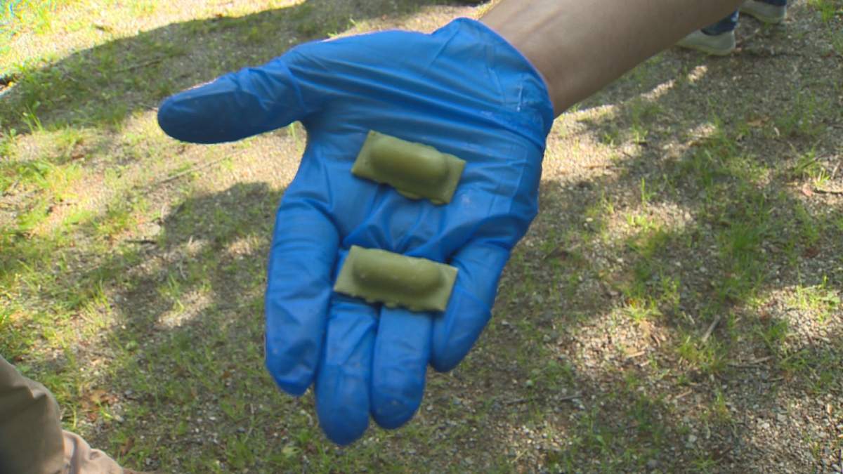 More than 18,000 oral rabies vaccines were distributed in 2017 in the Saint John, N.B., area.
