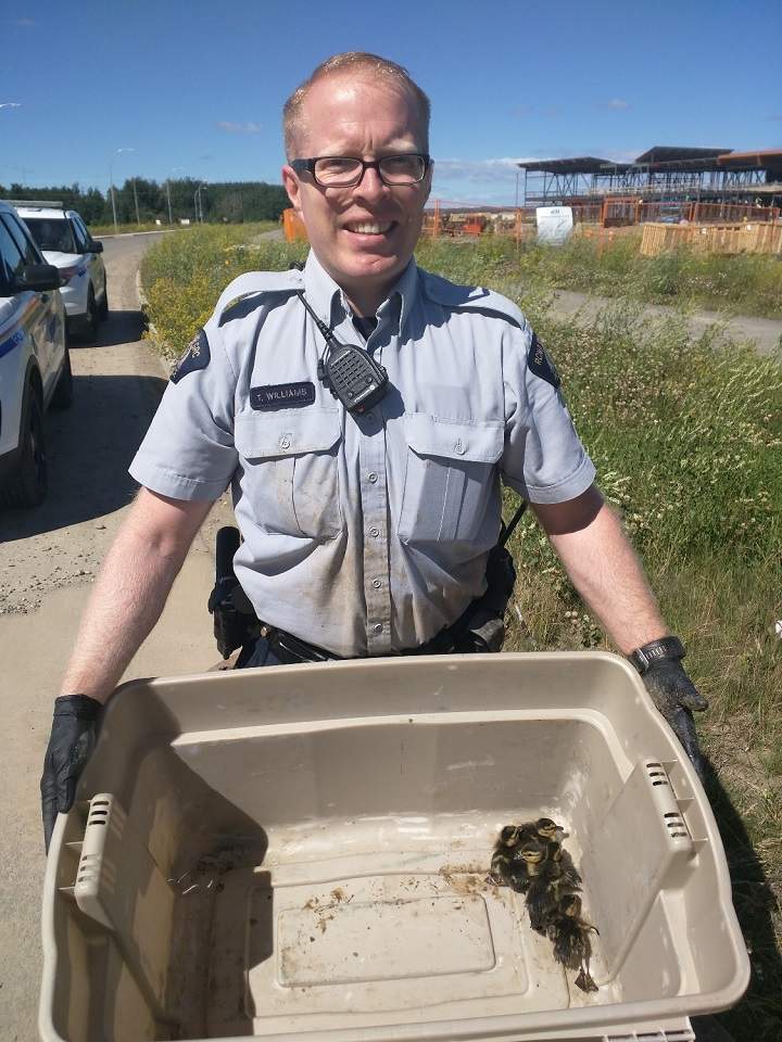 RCMP Const. Toni Tyreman released the ducklings back into the wild.