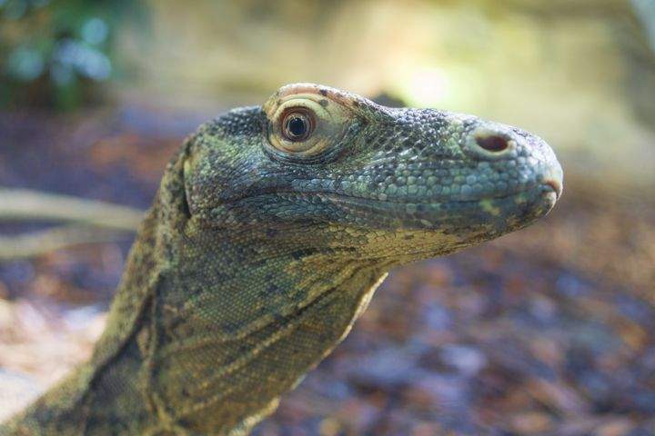 Komodo Dragon sisters Ophelia and Saphira are on loan from the Calgary Zoo to the Edmonton Valley Zoo for the summer.