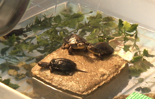 We love our pets, but U.S. health officials are urging people stop kissing their turtles as a Salmonella outbreak spreads into at least 13 states.