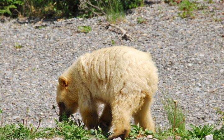 White-Phase Black Bear July 2017