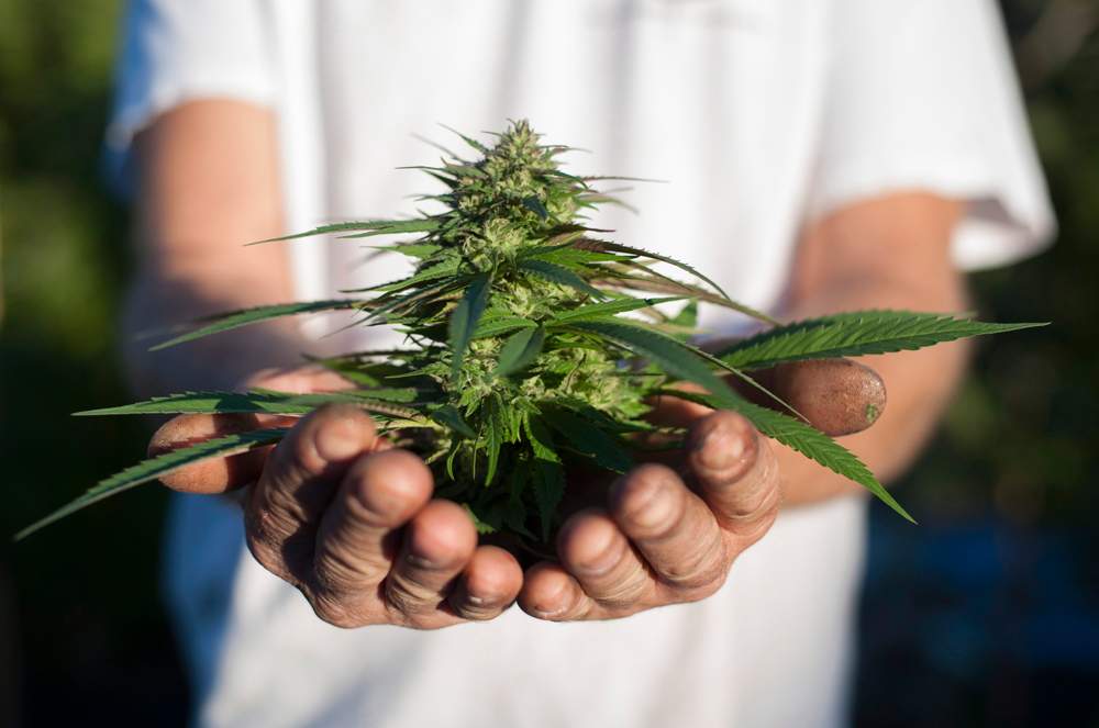 Will residents be allowed to grow pot outdoors? Its' one of many decisions local councils across Canada will have to make by next summer. 