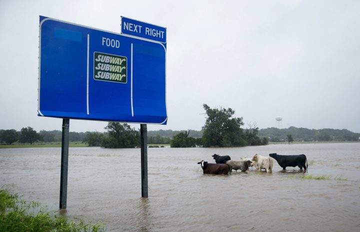 Cattle are stranded in a flooded pasture on Highway 71 in La Grange, Texas, after Hurricane Harvey on Monday.