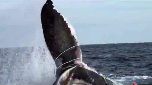 Twelve North Atlantic right whales were spotted in an area recently closed off to fishing.