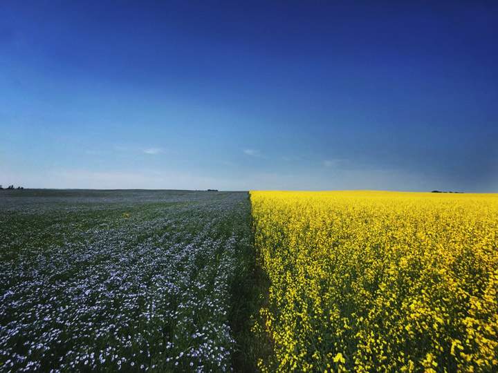 Lesley Kelly took this Aug. 4 Your Saskatchewan photo of flax and canola near Watrous.
