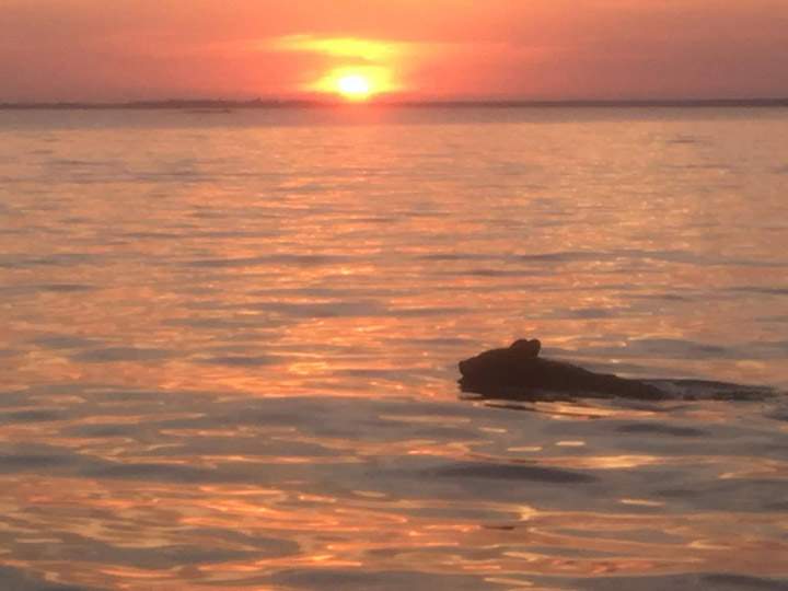 Rae-Ann Hansen took this Aug. 15 Your Saskatchewan photo of a black bear swimming on Lac La Plonge near Beauval.