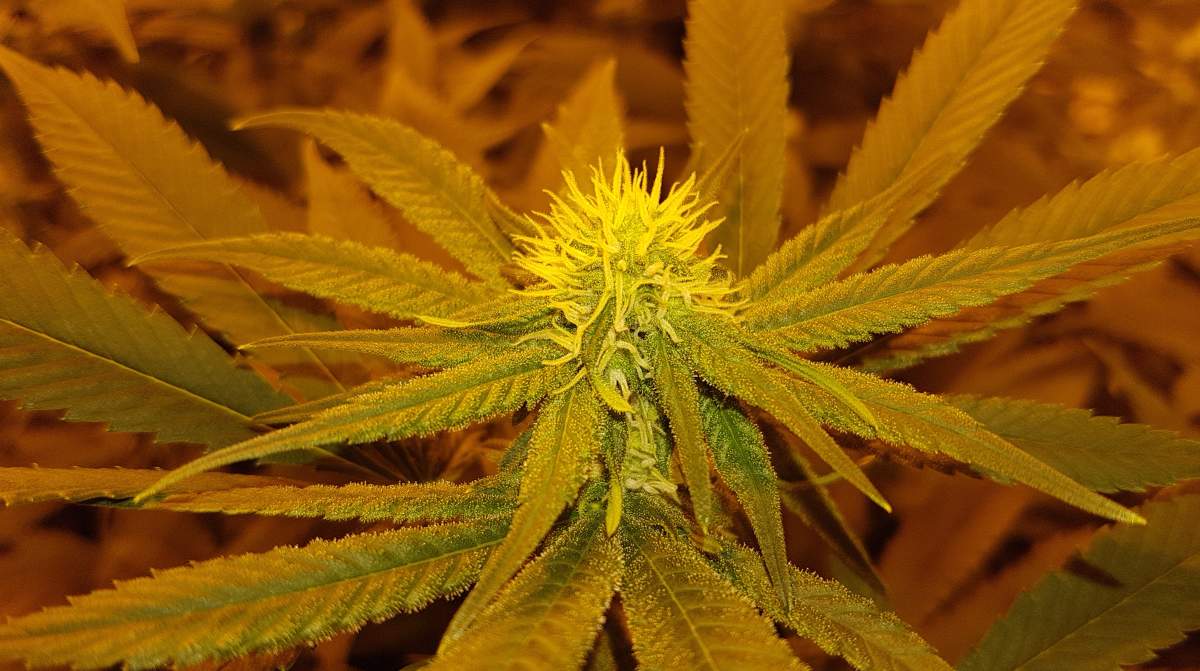 How medical marijuana saved the Town of Smiths Falls’ economy - image