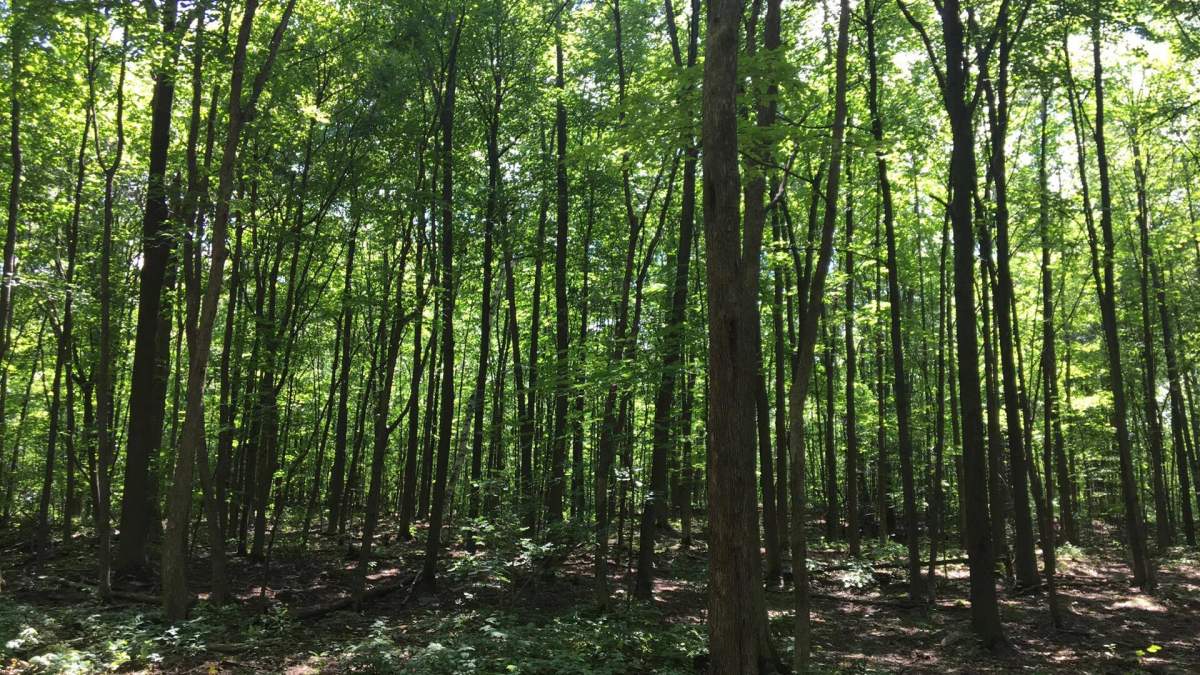 Angell Woods. August 9th, 2017.