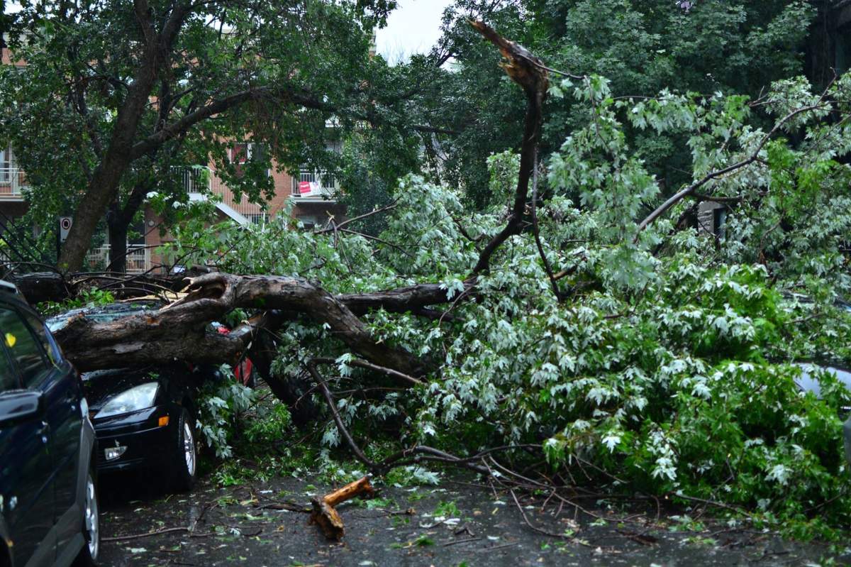 An intense thunder storm caused power outages and fallen trees in Saint-Henri, Tuesday, Aug. 22, 2017.