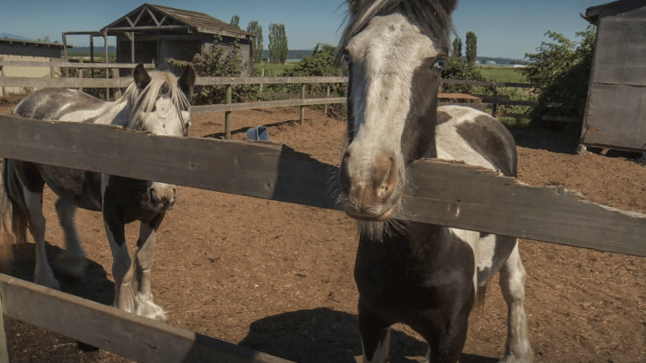 It can be hard to plan for the evacuation of not only yourself but also your animals.