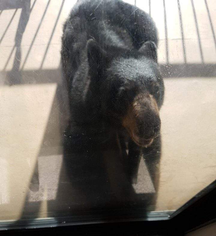 Black bear punched in the nose after breaking into B.C. family’s home - image