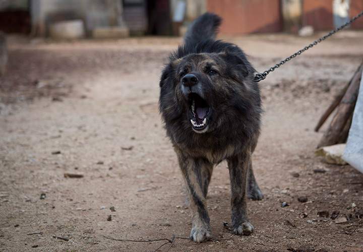 An appeals court in Oregon upheld a decision forcing a family to have their dogs silenced by surgically “debarking” the pets after causing their neighbours years of disruption.