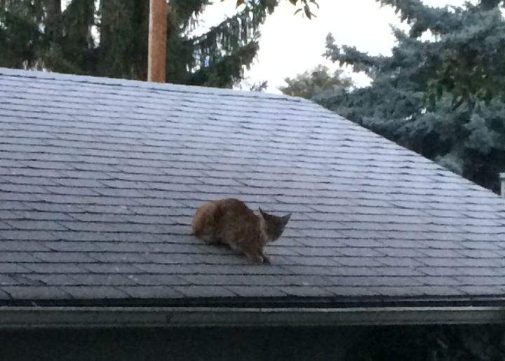 Bobcat