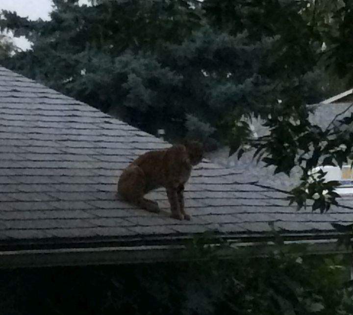 Bobcat