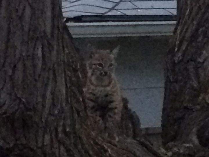 Bobcat Calgary