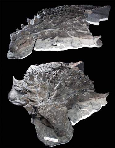 Photographs of the Holotype of Borealopelta markmitchelli.