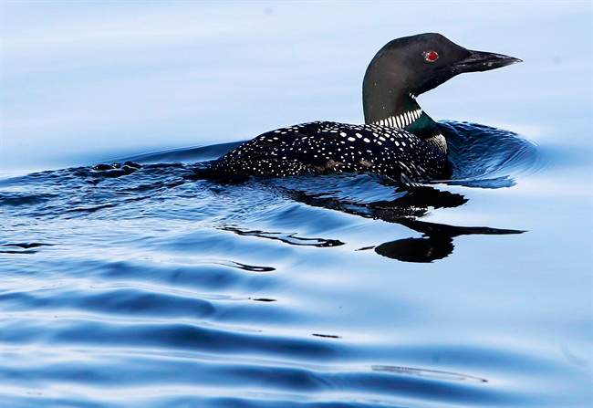 Loon on Lake Simcoe.