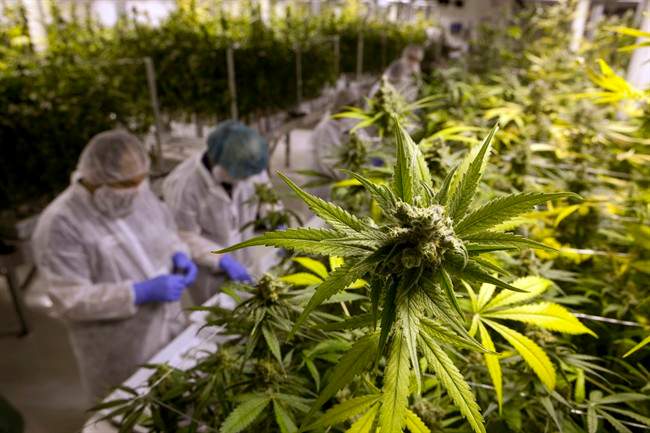 Saskatchewan unveiled rules for wholesalers in the future legal cannabis market.