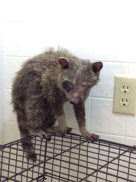 The Procyon Wildlife Centre, a non-profit animal rehabilitation centre, says the young raccoon is in critical condition with severe burns.