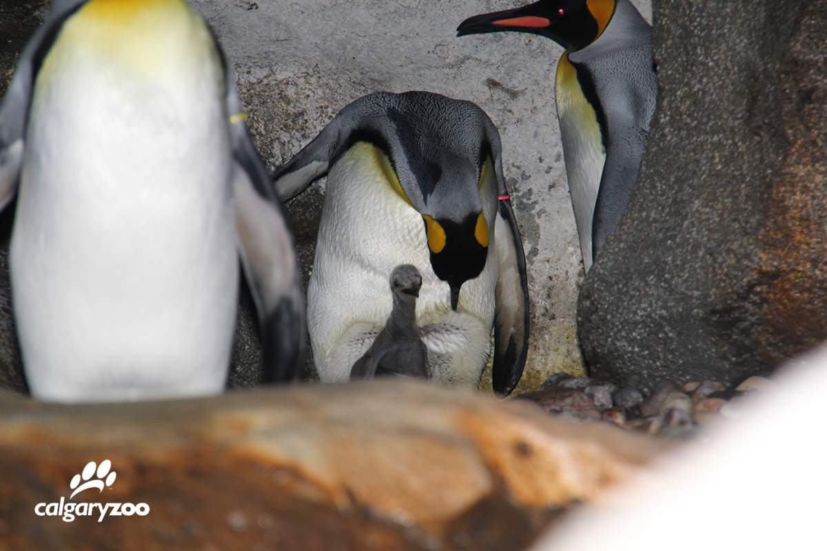 A King penguin chick born at the Calgary Zoo on Aug. 1, 2017.