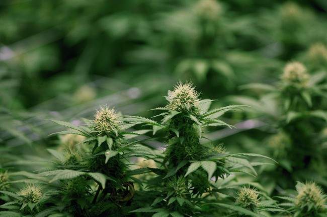 Gimli votes no on pot.