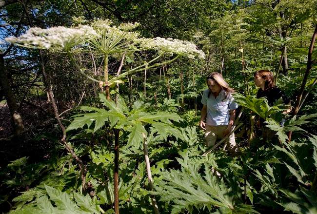 Giant hogweed is cutting a wider swath in B.C. and Ontario, and the Nature Conservancy of Canada is urging people across the country to document sightings of the towering green plant with large umbels of white flowers and a clear sap.