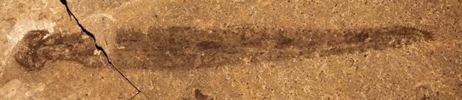 The fossil Capinatator praetermissus, which was discovered in the Collins Quarry on Mt. Stephen, Yoho National Park, B.C., is seen in this undated handout image.