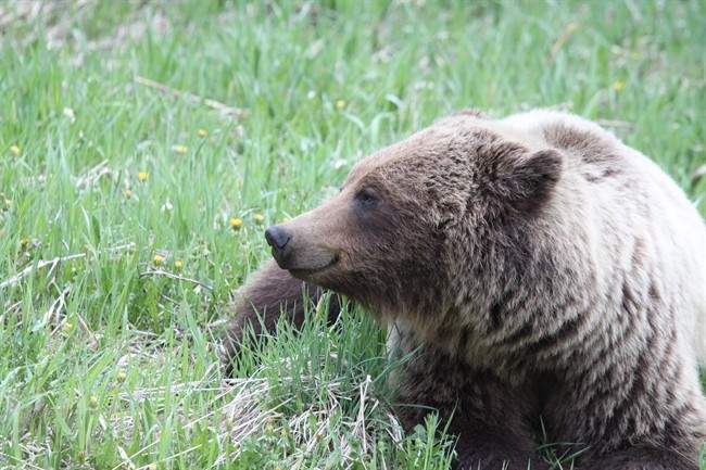 A grizzly bear is seen in this undated handout photo. Scientists say conflict between grizzly bears and people in southwestern Alberta is growing.